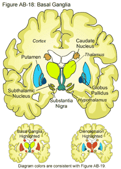 basal ganglia